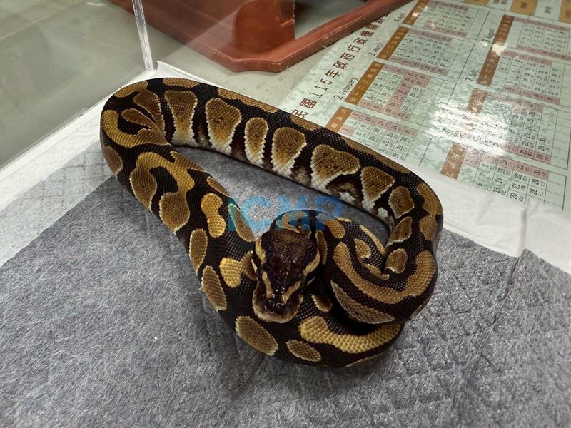 桃園市第一季非犬猫特寵認養3月14日開跑。球蟒（圖／桃園市動保處提供）