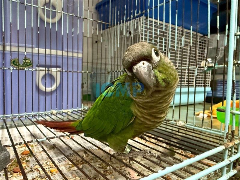 桃園市第一季非犬猫特寵認養3月14日開跑。小太陽鸚鵡（圖／桃園市動保處提供）