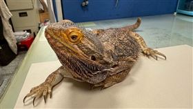 桃園市第一季非犬猫特寵認養3月14日開跑。鬃獅蜥（圖／桃園市動保處提供）