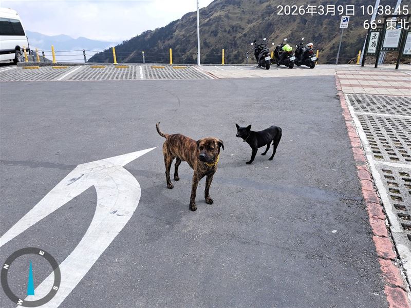 動保團體接獲民警通報,表示8日有小貨車將2隻狗狗載到合歡山停車場丟棄。(圖/翻攝自社團法人浪愛有巢協會臉書)