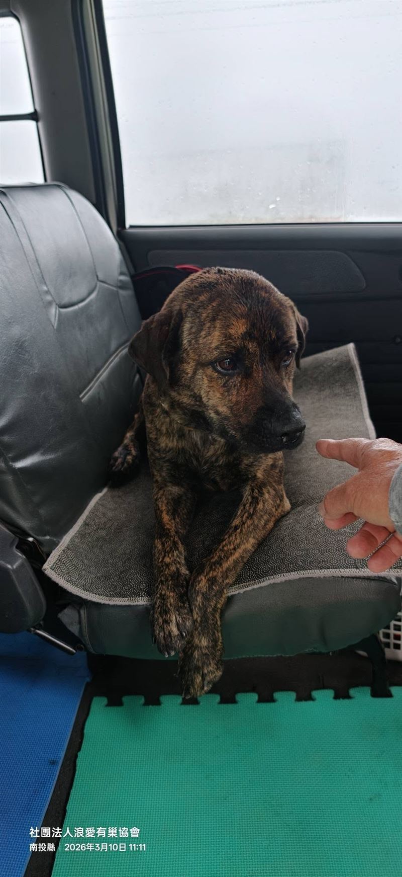 虎斑犬「嘎逼」平安獲救,重回家人懷抱。(圖/翻攝自社團法人浪愛有巢協會臉書)