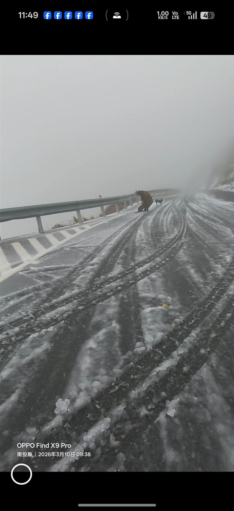 女飼主的虎斑犬8天前走失,竟被人載至合歡山丟棄,幸好在動保團體協助下,順利尋回愛犬。(圖/翻攝自社團法人浪愛有巢協會臉書)