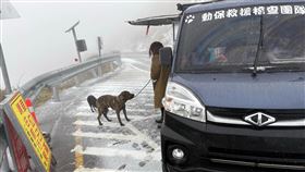 惡意,丟狗,合歡山,下雪,南投,動保,救援（圖／翻攝自中橫路況交通資訊站臉書）