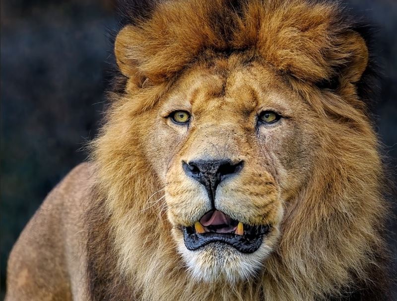 男子酒醉後闖進動物保護區圍欄中,打開獅籠放出6頭獅子。(示意圖/pixabay)