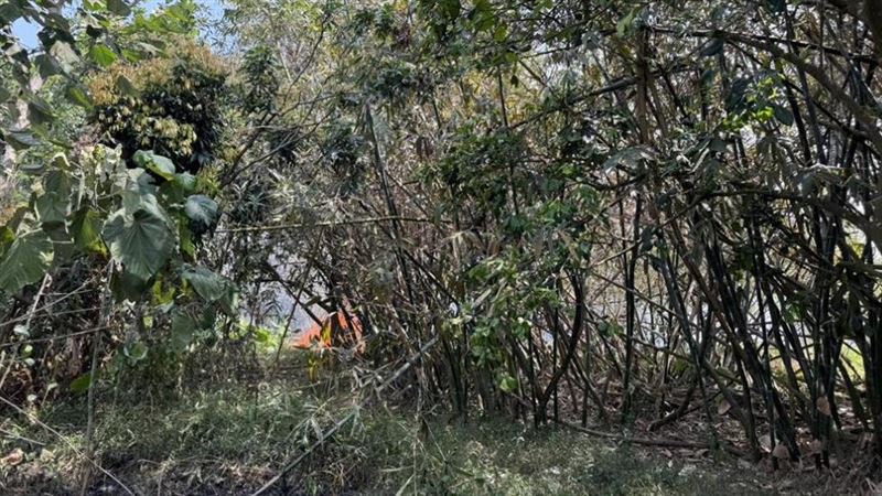 嘉義市林森東路、靠近竹崎鄉一處雜木林，突然發生火警。（圖／民眾提供）