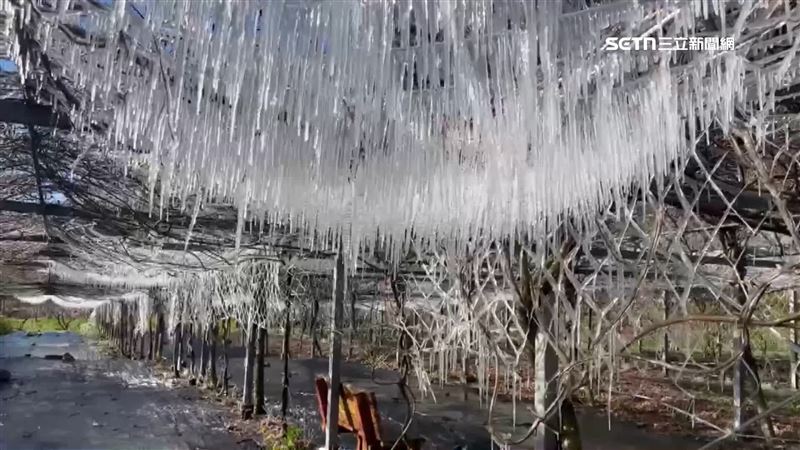 台中武陵農場凌晨2點的溫度降到零下0.6度,藤花園的網狀棚架也出現一根一根晶瑩剔透的冰柱