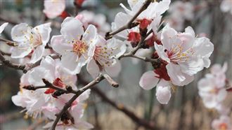 龍抬頭遇春分！6開運祕訣　4生肖恐掛病號