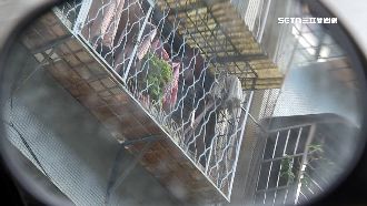 獨／鄰居不睦爆口角　兒護父母互毆掛彩