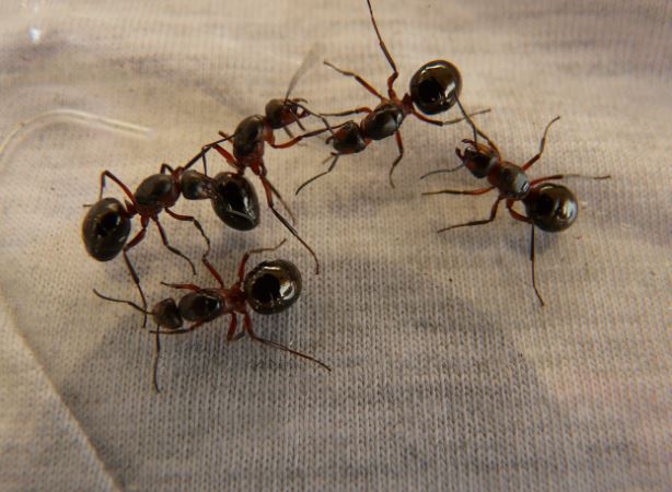 中國男子涉走私近2000隻蟻后赴中，肯亞機場落網。（示意圖／取自pixabay）