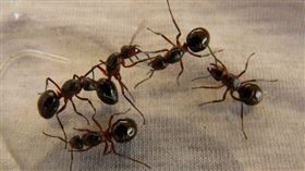 中國男子涉走私近2000隻蟻后赴中，肯亞機場落網。（示意圖／取自pixabay）