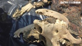 健康,虐犬,虐狗(圖/民眾提供)