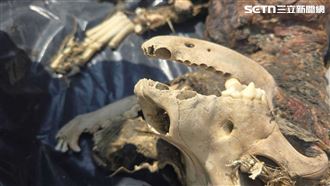 彰化虐狗案「健康」找到了！悲成草叢白骨