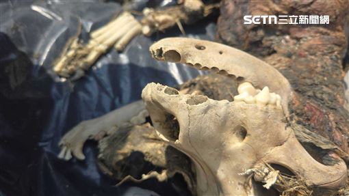 彰化虐狗案「健康」找到了！悲成草叢白骨