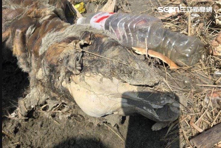 動保團體在六股抽水站附近草叢尋獲健康遺體,遺體頭骨破裂、牙齒全掉光。(圖/資料照)