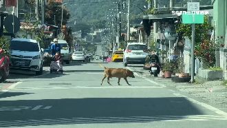 狗未繫繩衝出釀禍　單車騎士重摔慘死