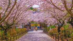 針對3月底飛日本機票比前一週貴6成，日本旅遊達人林氏璧認為，不光是油價影響因素，正值日本賞櫻旺季，才是關鍵，圖為示意圖。（翻攝自PhotoAC圖庫）