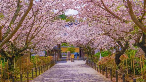 赴日機票漲6成油價害的？林氏璧揭真相