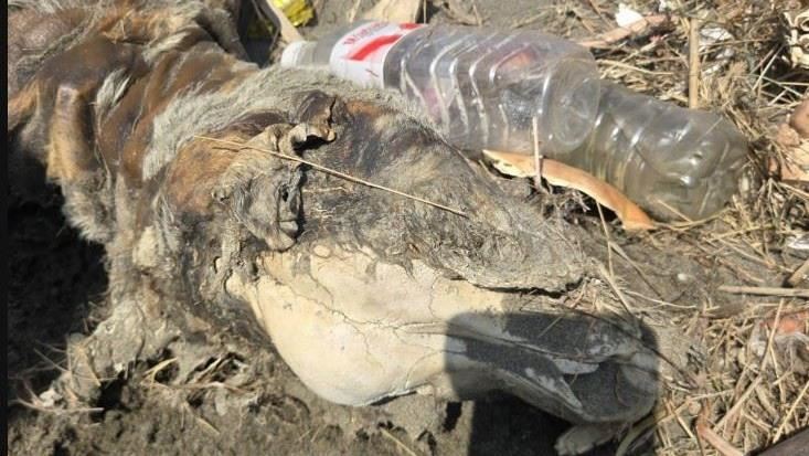 懸賞30萬找狗!驚見出海口破裂頭骨骸