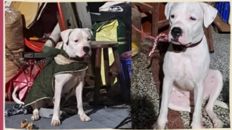 男罹癌 領養杜告犬「健康」盼平安竟虐死