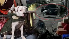 彰化市一隻1歲杜告母犬「健康」2月遭飼主殘忍鞭打後離奇失蹤。經愛狗人士連日苦尋38天，14日於伸港出海口尋獲一具頭骨破裂的狗白骨。經特徵比對高度疑似受虐犬「健康」。有不滿此事民眾至宿主住處丟擲酒瓶洩憤，今天飼主家屬出面喊冤，並保證絕對沒有把「健康」凌虐致死。（圖／翻攝畫面）