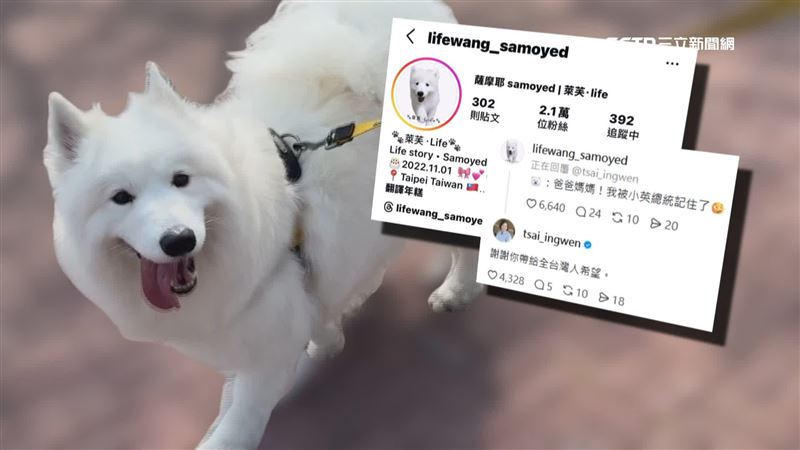 超萌的薩摩耶精準台灣隊4場經典賽結果，被網友封為「國師神犬」