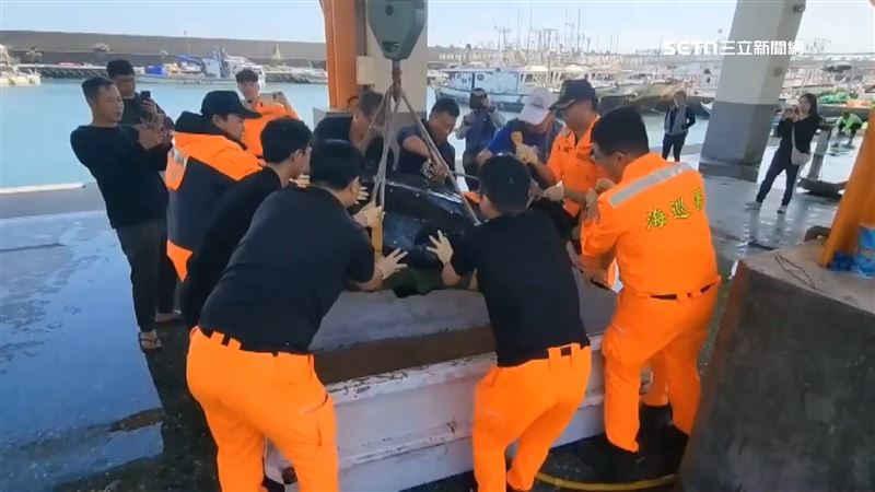 這隻巨大革龜年約25-30歲的成熟母龜,身長180公分寬105公分體重重達280公斤,出動10名壯漢團團包圍才能框住