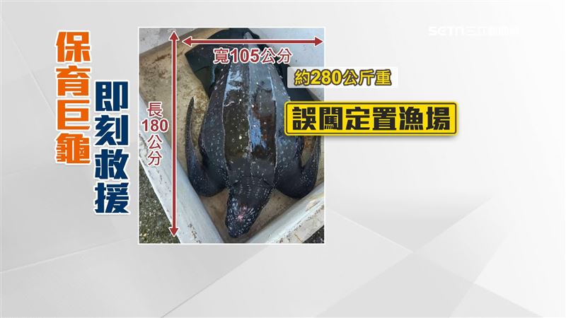 台灣海域罕見的「巨型海龜」革龜,誤闖宜蘭定置漁場遭漁網纏繞布滿小傷口不斷滲血