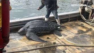 瀕危革龜困漁場痛苦哀號　8壯漢搬運救援