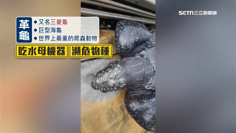 革龜又名三菱龜或是楊桃龜是世界上最重的爬蟲動物,在全球被列為瀕危保育動物