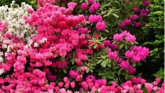 失落的春季盛典「花神節」賞紅戴花迎幸福