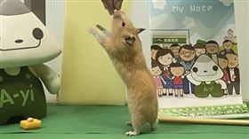 老鼠。（圖／信義房屋提供）