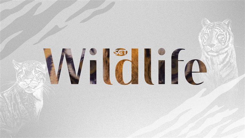 SET Wildlife 三立自然頻道