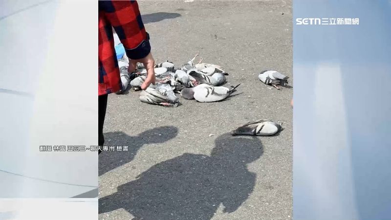 婦疑撒毒米餵鳥 鴿群吃完「摔地暴斃」
