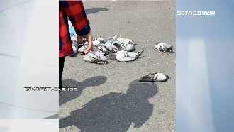 婦疑撒毒米餵鳥　鴿群吃完「摔地暴斃」