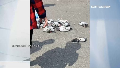 婦疑撒毒米餵鳥　鴿群吃完「摔地暴斃」