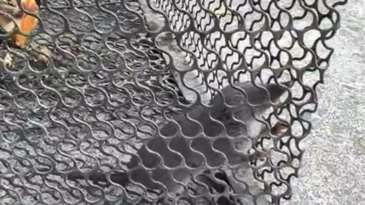 彰化縣田中鎮公所清潔隊，發現誘捕籠抓到一隻「錢鼠」，竟拾獲裝有現金的紅包袋。（圖／翻攝畫面）