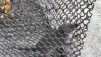 誘捕籠抓到「錢鼠」！清潔隊員竟撿到紅包