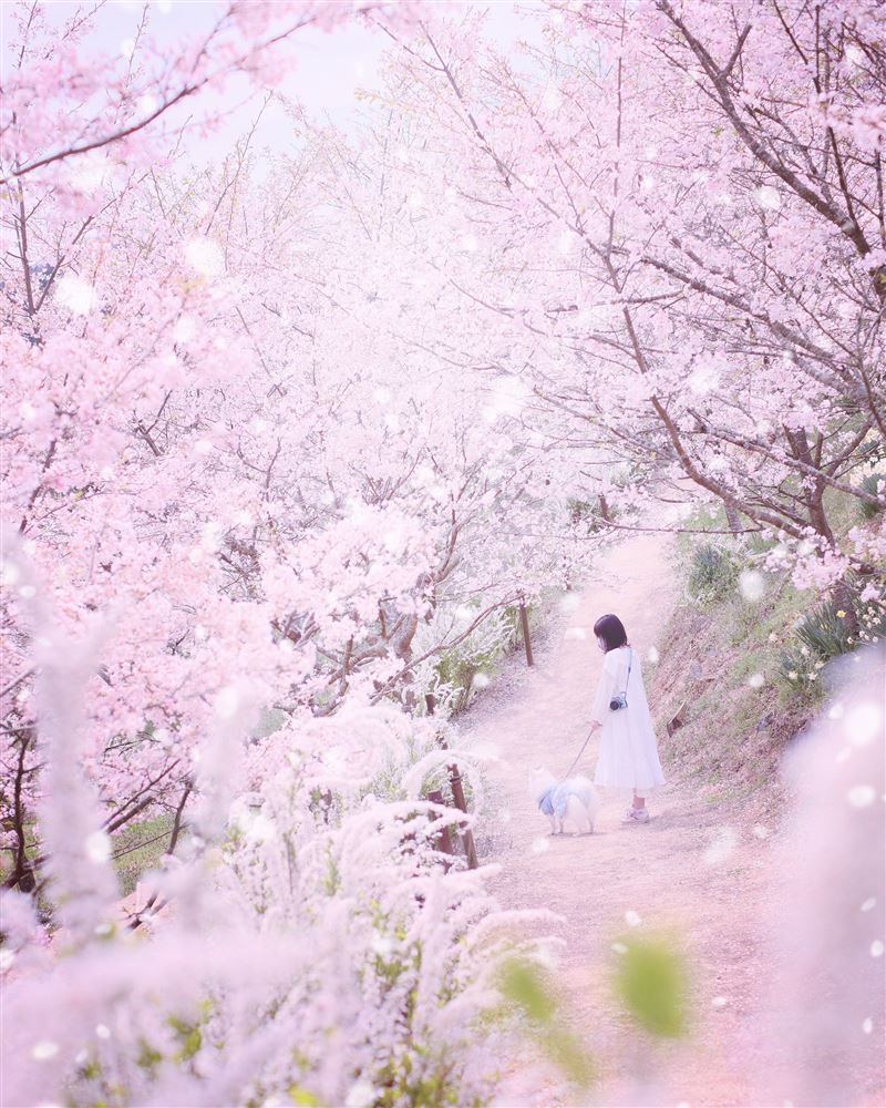 世羅高原農場，每年春季都會舉辦備受歡迎的「櫻花祭」。（圖／廣島縣世羅町提供）