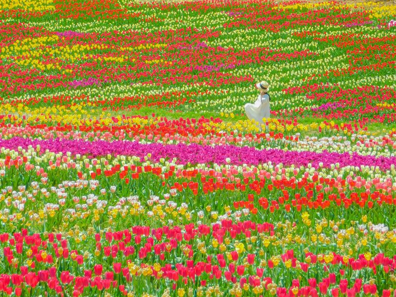 從「見晴之丘展望台」俯瞰宛如彩虹般延展於山丘之上。（圖／廣島縣世羅町提供）