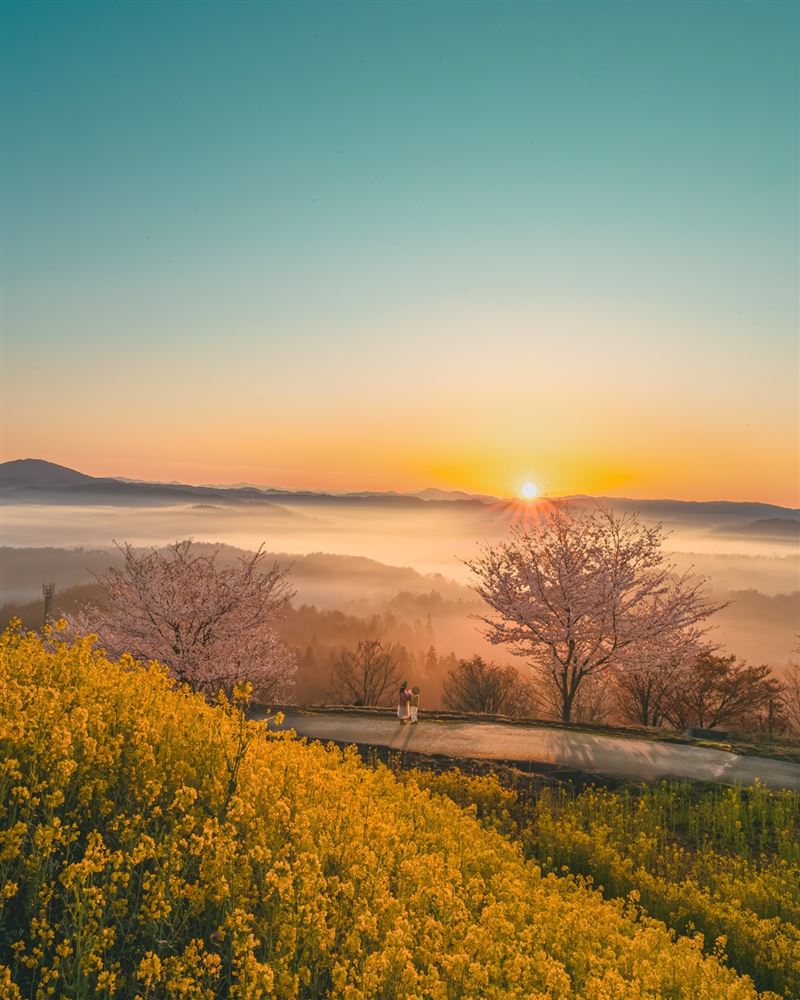 旅人可以在清晨5點至9點之間入園，拍攝雲海與花田交織的夢幻景色。（圖／廣島縣世羅町提供）