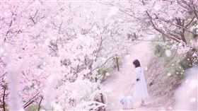 世羅高原農場，每年春季都會舉辦備受歡迎的「櫻花祭」。（圖／廣島縣世羅町提供）