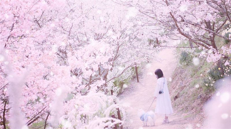 日本最大級花田春季盛開！走訪櫻花花廊