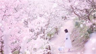 日本最大級花田春季盛開！走訪櫻花花廊