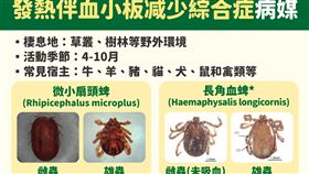 發熱伴血小板减少綜合症病媒。（圖／疾管署提供）