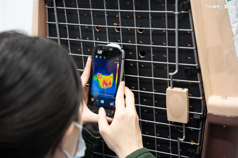 台北市立動物園迎來新成員，來自日本的小貓熊「茜茜」。（圖／台北市立動物園）