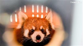 日本小貓熊「茜茜」來台了，超萌畫面搶先看。（圖／台北市立動物園）