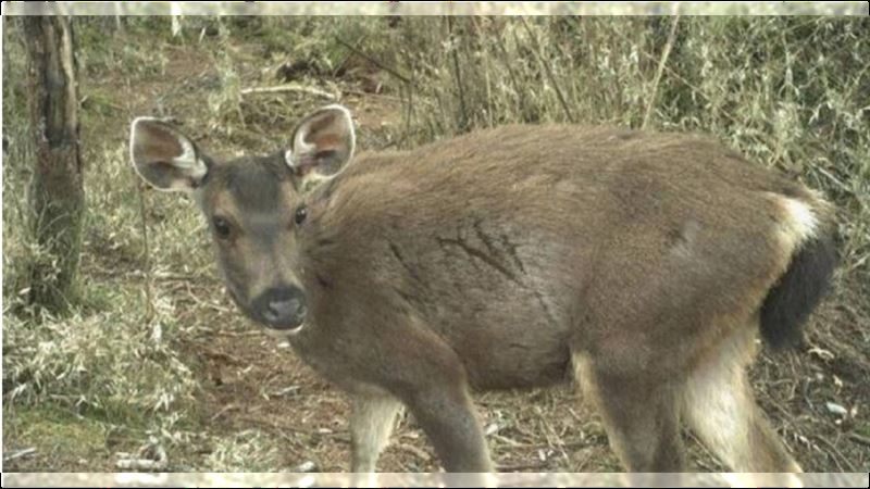 祖傳水鹿頭也敢賣!台中男臉書兜售遭抓