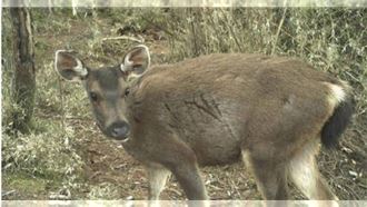 台灣水鹿經公告之「第三級保育類野生動物」，艾男上網兜售水鹿頭顱標本，遭台中地檢署起訴。（圖／林業及自然保育署提供）
