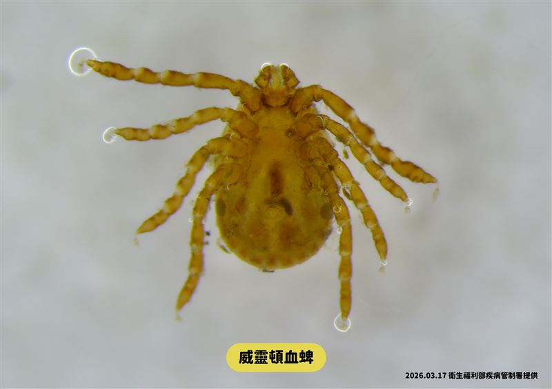 國內新增1例發熱伴血小板減少綜合症(SFTS)病例，衛生單位至個案居住地進行環境調查且及採檢，並於住家外採獲蜱蟲。照片為採獲之蜱蟲，非發熱伴血小板減少綜合症病媒蜱蟲種類。（圖／疾管署提供）
