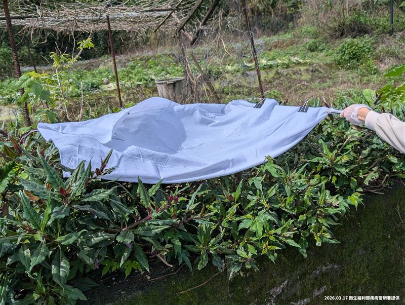 圖中使用方法為旗幟法 (Flagging)：將白色布料(通常為法蘭絨或棉布)固定在長棍末端，如同旗幟一般，在草叢表面或植被上方拖過。（圖／疾管署提供）